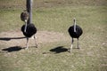 A pair of Common Ostriches (Struthio camelus)