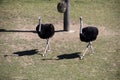 A pair of Common Ostriches (Struthio camelus)