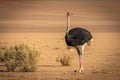 Common ostrich  Struthio camelus, Sossusvlei, Namibia. Royalty Free Stock Photo