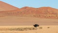 Common ostrich  Struthio camelus, Sossusvlei, Namibia. Royalty Free Stock Photo