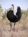 Common ostrich Royalty Free Stock Photo