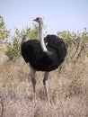 Common ostrich Royalty Free Stock Photo
