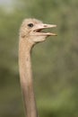 Common Ostrich, (Struthio camelus) Tanzania Royalty Free Stock Photo