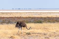 Common ostrich  Struthio Camelus walking with the salt pan in the back, Etosha National Park, Namibia. Royalty Free Stock Photo