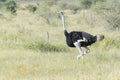 Common ostrich walking on savanna