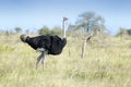 Common ostrich walking on savanna