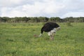 Common Ostridge, Addo Elephant National Park, Eastern Cape, South Africa Royalty Free Stock Photo