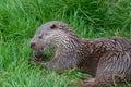 Common otter lutra lutra Royalty Free Stock Photo