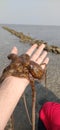 Common Pacific octopus stock photo