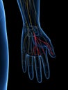 The Common Palmar Digital Branches Median Nerve Royalty Free Stock Photo