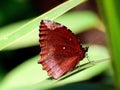 Common Palmfly Elymnias hypermnestra agina