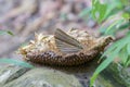 Common Palmking butterfly, Pang sida national park, Thailand