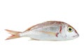 Common pandora fish pagellus erythrinus isolated on white