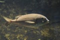 Common Pandora (Pagellus Erythrinus) - Mediterranean and Adriatic Fish underwater