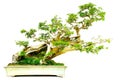 Bougainvillea glabra or paperflower in bonsai format