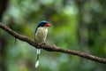 Common paradise-kingfisher, Tanysiptera galatea, Galatea paradise kingfisher or racquet-tailed kingfisher seen in Waigeo