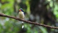 Common paradise-kingfisher, Tanysiptera galatea, Galatea paradise kingfisher or racquet-tailed kingfisher seen in Waigeo