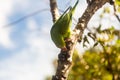 A Common Parakeet (Brotogeris tirica). Royalty Free Stock Photo