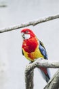 Common Parakeet perched on a branch