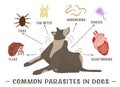 Common parasites in dogs. Horizontal poster. Vector illustration