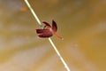 Common parasol dragonfly, Neurothemis fluctuans