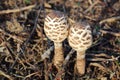 Common parasol mushrooms