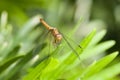 Common Parasol (Neurothemis fluctuans) dragonfly Royalty Free Stock Photo