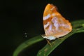 Common pasha butterfly Royalty Free Stock Photo