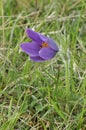 Common Pasque Flower