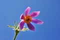 Common pasque flower