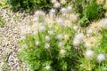 Common pasque flower after blooming