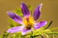 Common pasque flower with flower