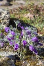 Common pasque flower Pulsatilla vulgaris