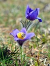 Common pasque flower pulsatilla vulgaris