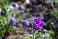 Common pasque flower Pulsatilla vulgaris