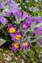 Common pasque flower Pulsatilla vulgaris Royalty Free Stock Photo