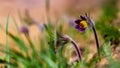 common pasqueflower plant on hairy stem, violet flower in green grass, tender inflorescence in bright blur background, warm direct Royalty Free Stock Photo