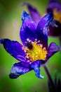 Common Pasqueflower Royalty Free Stock Photo