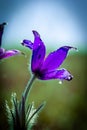 Common Pasqueflower Royalty Free Stock Photo