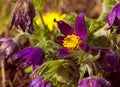 Common pasqueflower Pulsatilla vulgaris in the garden Royalty Free Stock Photo