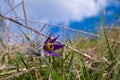 Common pasqueflower solitary hairy stem plant, deep violet flower bloom in old dry grass field, tender inflorescence in blue sky