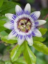 Common Passion flower (Passiflora caerulea) Royalty Free Stock Photo