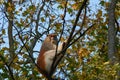 The common patas monkey (Erythrocebus patas), the wadi monkey or hussar monkey climbing on a tree Royalty Free Stock Photo