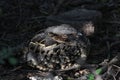Common Pauraque Nyctidromus albicollis 6 Royalty Free Stock Photo