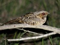 Common Pauraque in South Texas