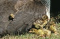 Common Peacock, pavo cristatus, Chicks Hidden under Mother`s Wing