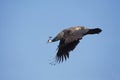 Common Peacock, pavo cristatus, Female in Flight against Blue Sky