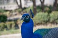 Common peacock or Pavo cristatus Royalty Free Stock Photo