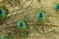 Common Peacock, pavo cristatus, Male, Close up of Feathers