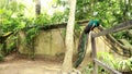 Common Peafowl, Bird, Blue Peacock`s Legs closeup, on wooden fence, birs is standing, tail down, jump down, blurred